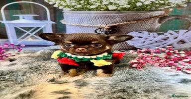 Chihuahua dogs - Advert 1