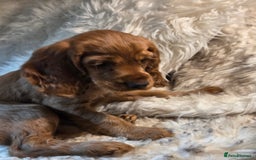 Cocker Spaniel dogs for sale: Beautiful and sweet puppy😊 - Image 37
