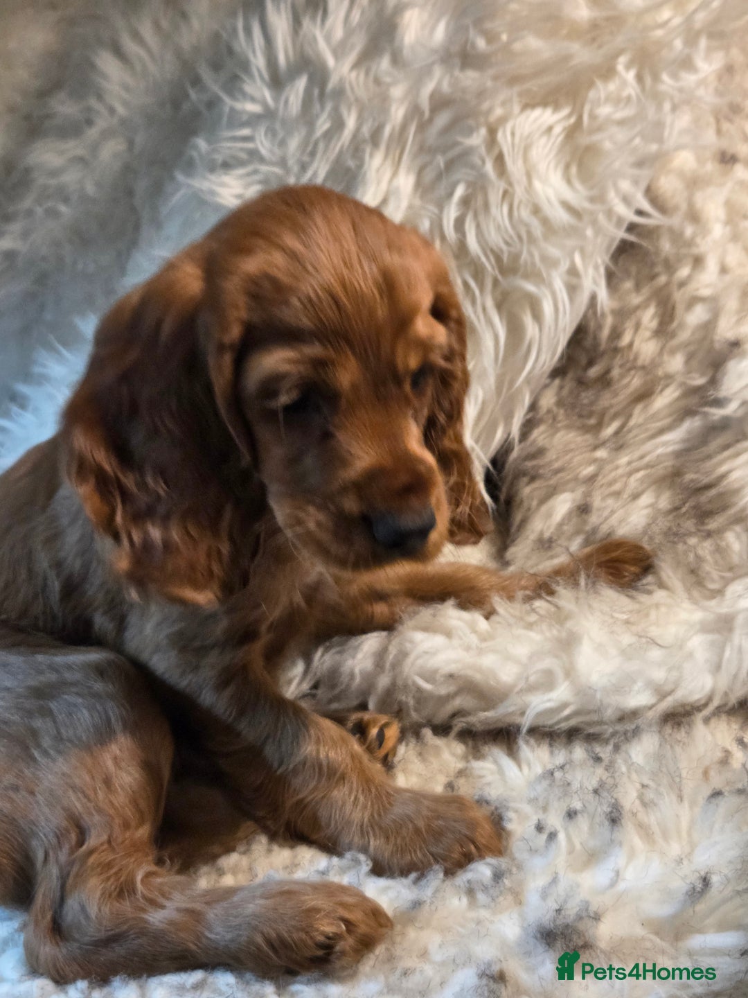 Cocker Spaniel dogs for sale: Beautiful and sweet puppy😊 - Image 37