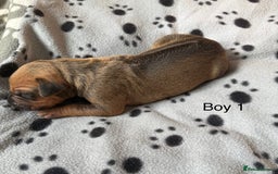 Rhodesian Ridgeback dogs for sale: Rhodesian Ridgeback puppies  - Image 2