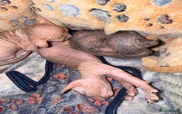 Sphynx cats for sale: Sphynx little naked babies - Image 15