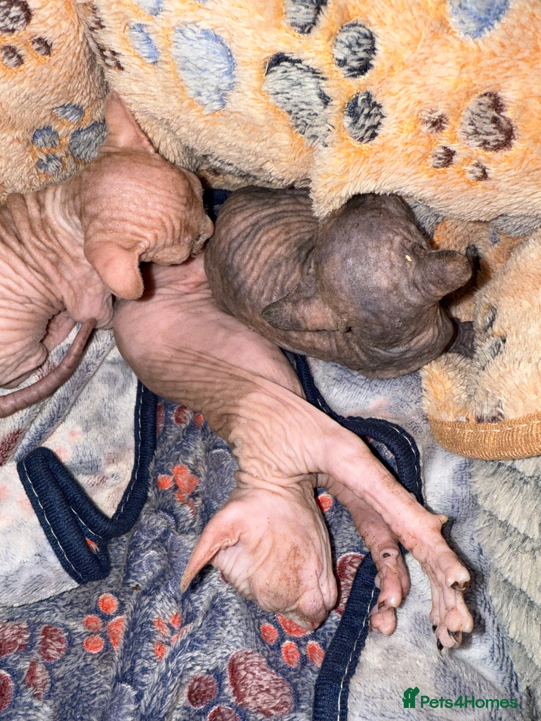 Sphynx cats for sale: Sphynx little naked babies - Image 15