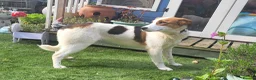 Mixed Breed dogs for adoption: MELODY ( FOSTER TO ADOPT)  - Advert 13