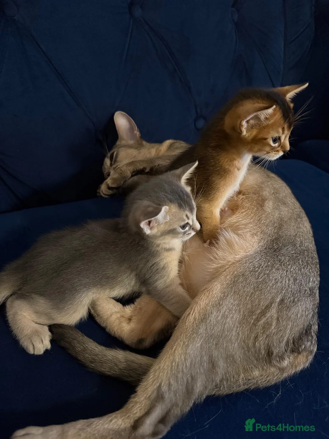 Abyssinian cats for sale: 🐾 Two Gorgeous Abyssinian Kittens 🐈‍⬛ - Advert 2