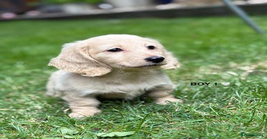 Miniature Dachshund dogs - Advert 4