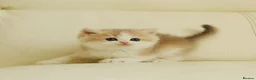 British Shorthair cats for sale: Rare color Bicolor Lilac Golden Chinchilla  - Advert 10