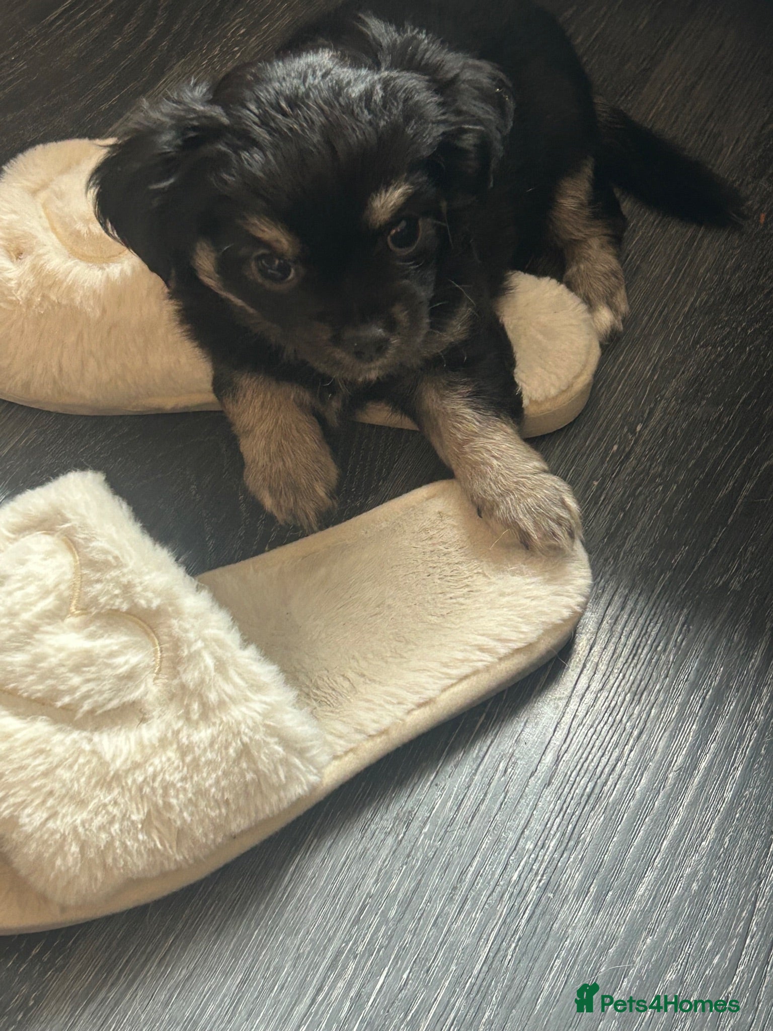 Chihuahua dogs Beautiful chihuahua babies - Advert 2
