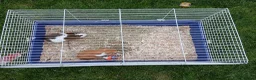 Guinea Pig rodents for sale: Two guinea pig  in Carlisle - Advert 4
