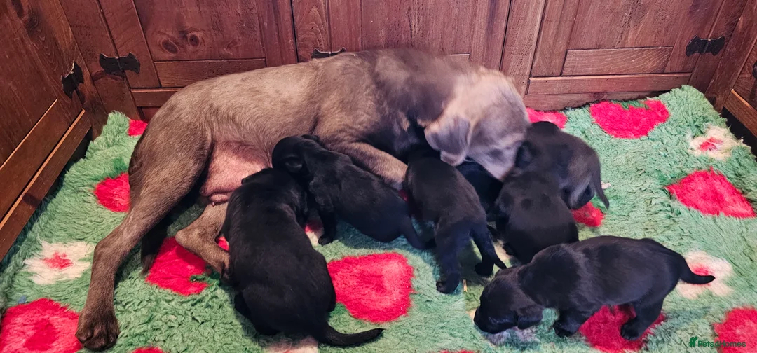 Labrador Retriever dogs for sale: 8 BEAUTIFUL KCREG LABRADORS. HEALTH TESTED PARENTS - Advert 25