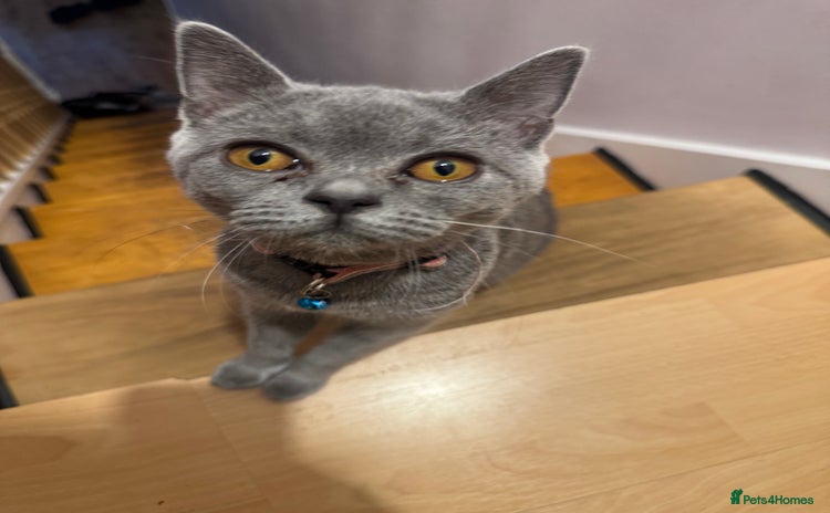 British Shorthair cats - Advert 1
