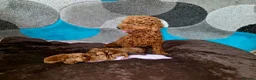 Toy Poodle dogs for sale: Beautiful Red Toy Poodle Puppies  in Dagenham - Advert 5