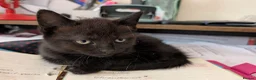 Mixed Breed cats for sale: Gorgeous Kittens Ready for their new homes now.  - Advert 3