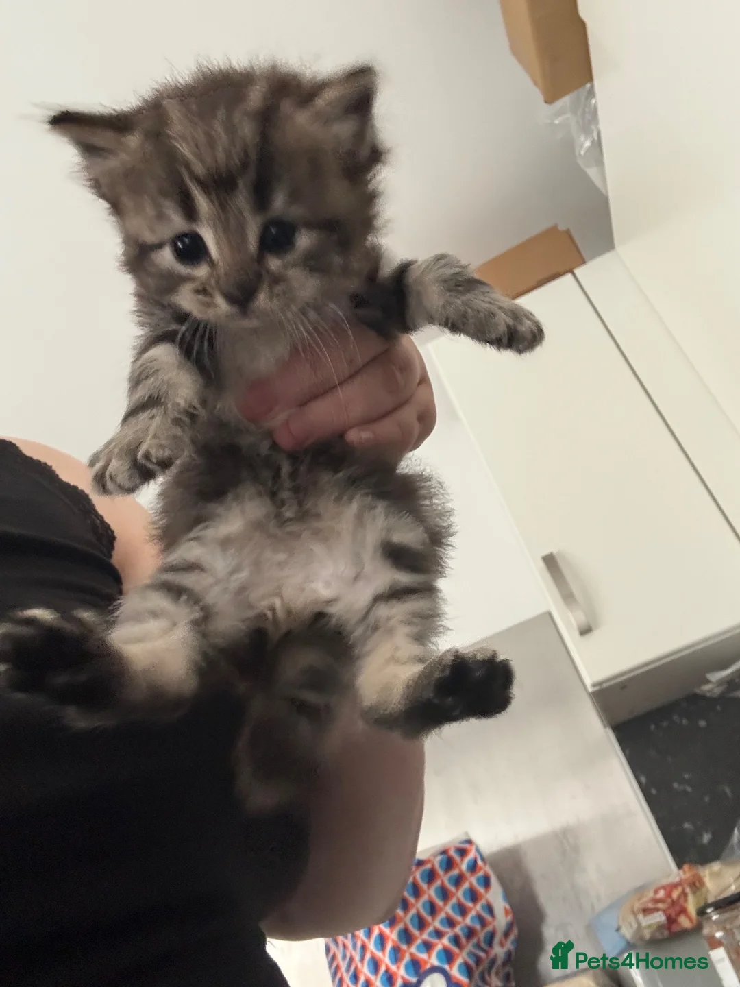 Ragdoll cats for sale: Ragdoll Cross Kittens  - Advert 2