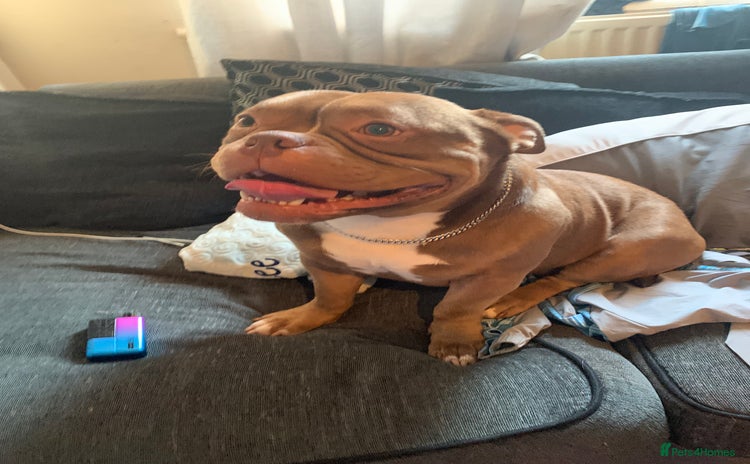 American Bully dogs - Advert 3