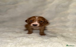Cocker Spaniel dogs for sale: 🧡Fox Red WCS🧡 - Image 28