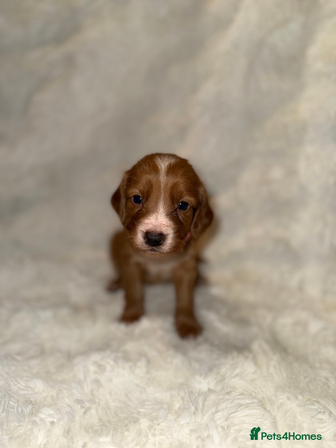 Cocker Spaniel dogs for sale: 🧡Fox Red WCS🧡 - Image 28