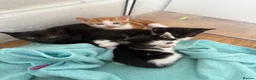 Mixed Breed cats for sale: Beautiful kittens  - Advert 1