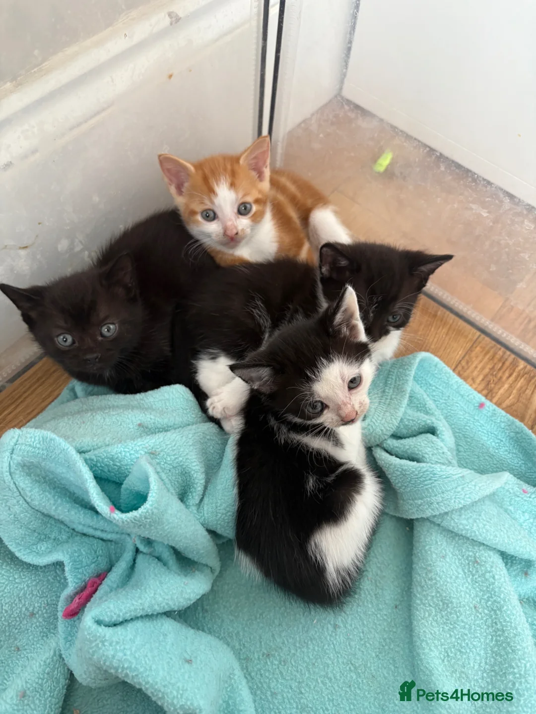 Mixed Breed cats for sale: Beautiful kittens  - Advert 1
