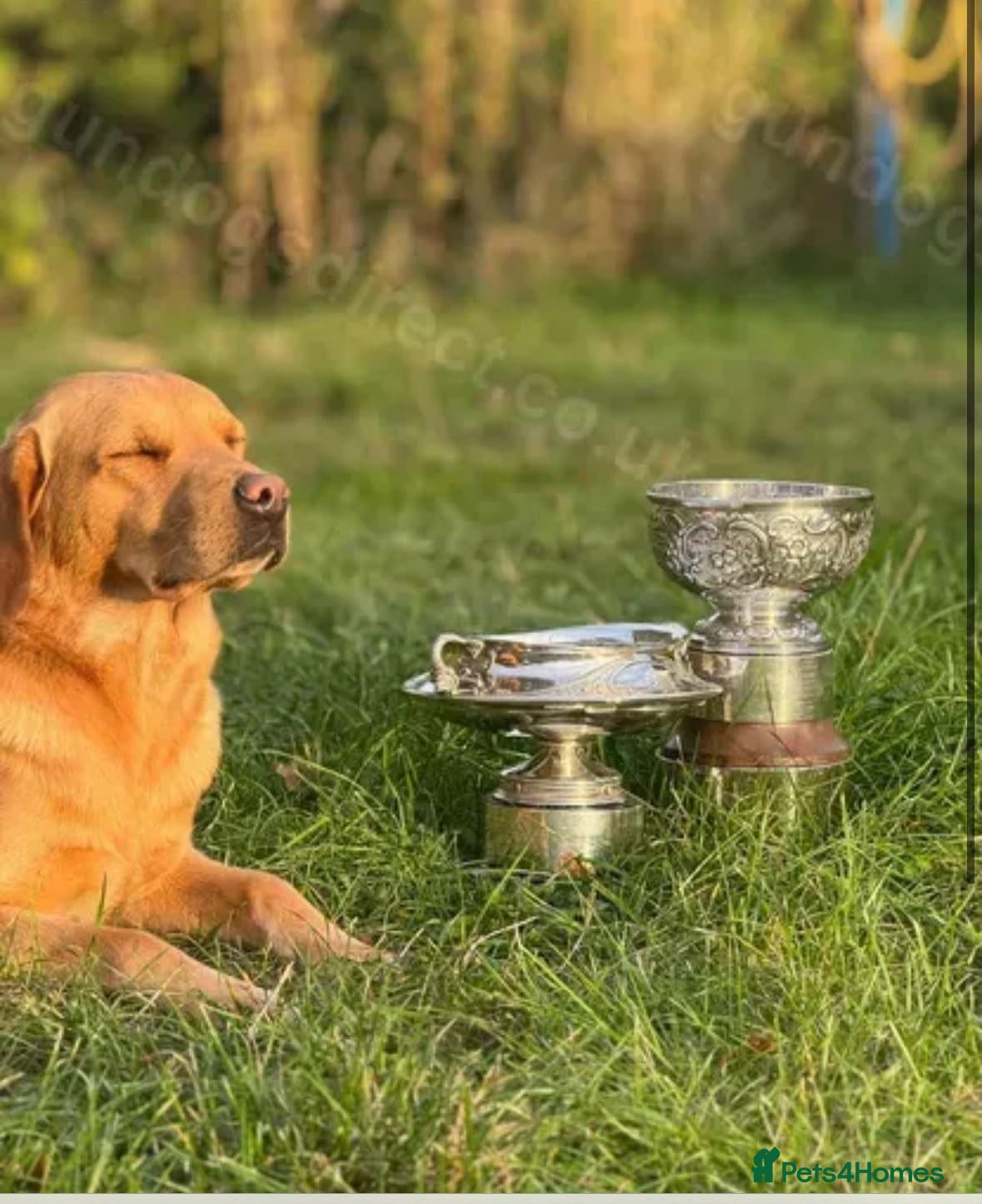Labrador Retriever dogs Prestigious Field Trial Champion health tested KC - Advert 2