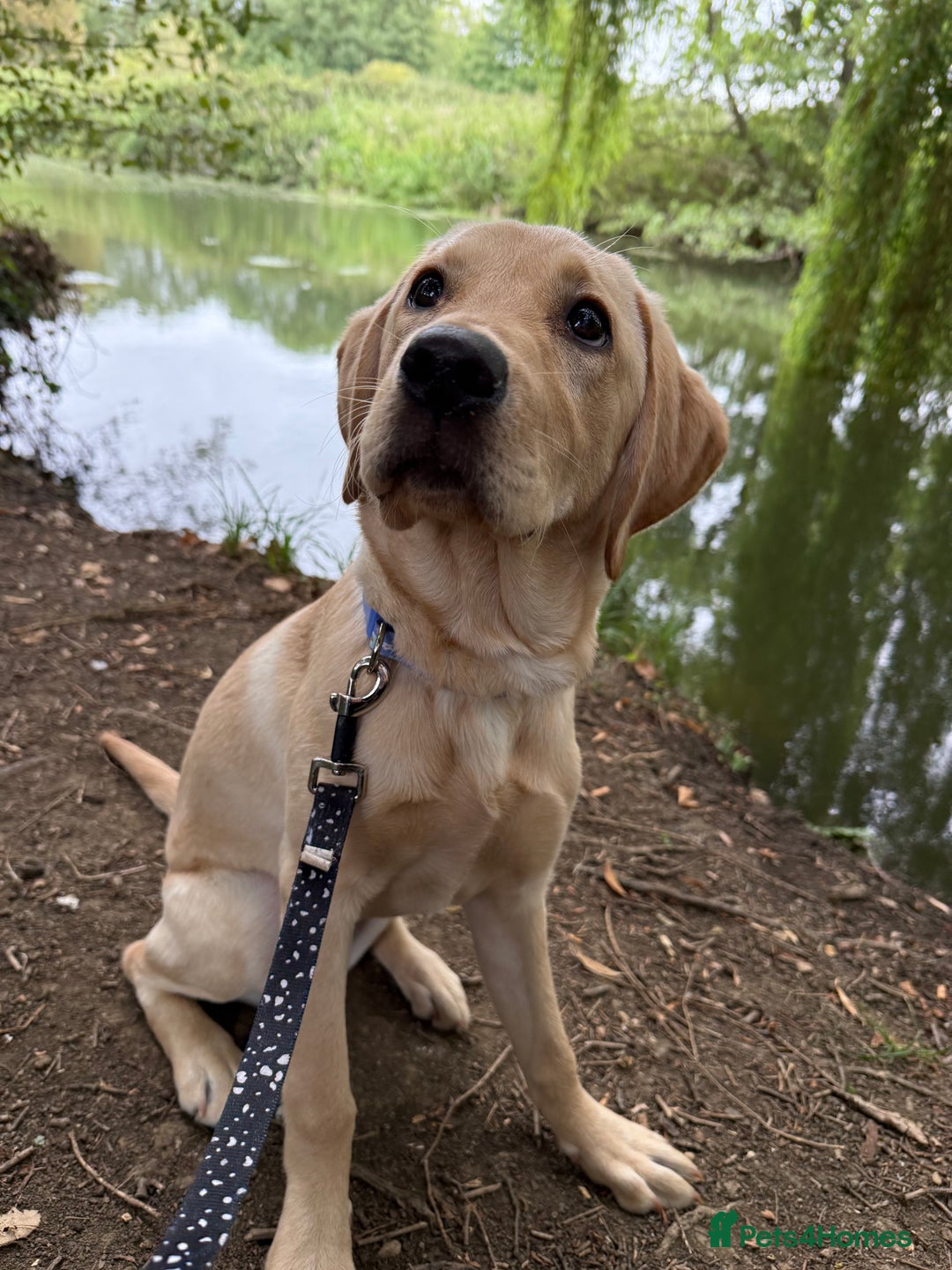 Labrador Retriever dogs for sale: Cream Labrador Retriever Puppy  - Image 9