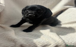 Mixed Breed dogs for sale: Dorkie puppies  - Image 8