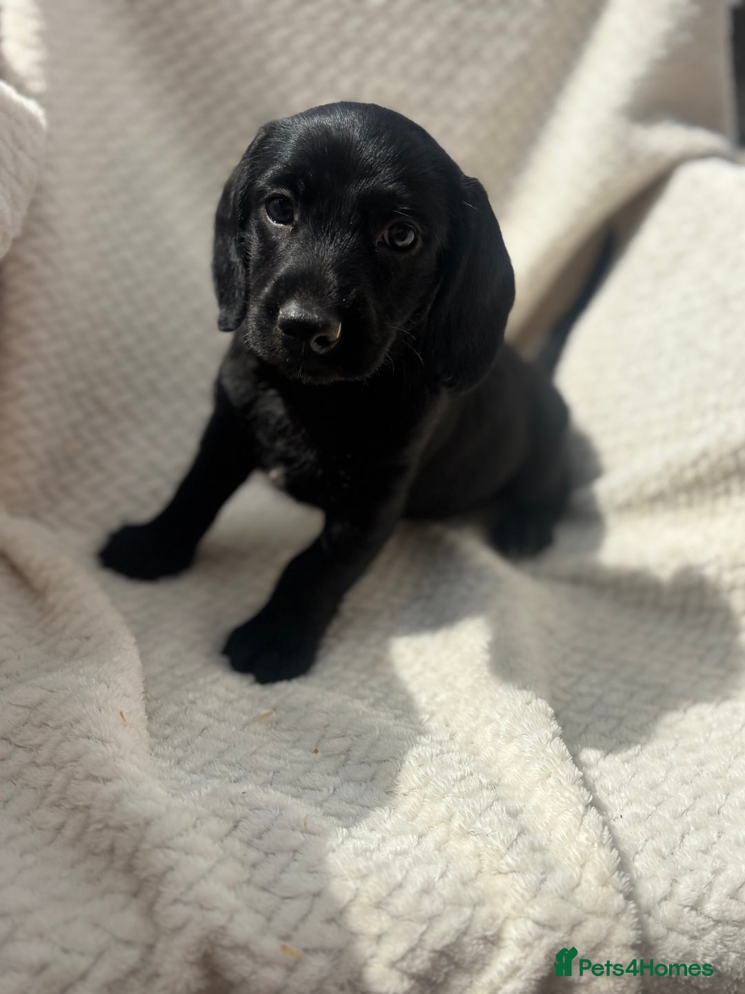 Mixed Breed dogs for sale: Dorkie puppies  - Image 8