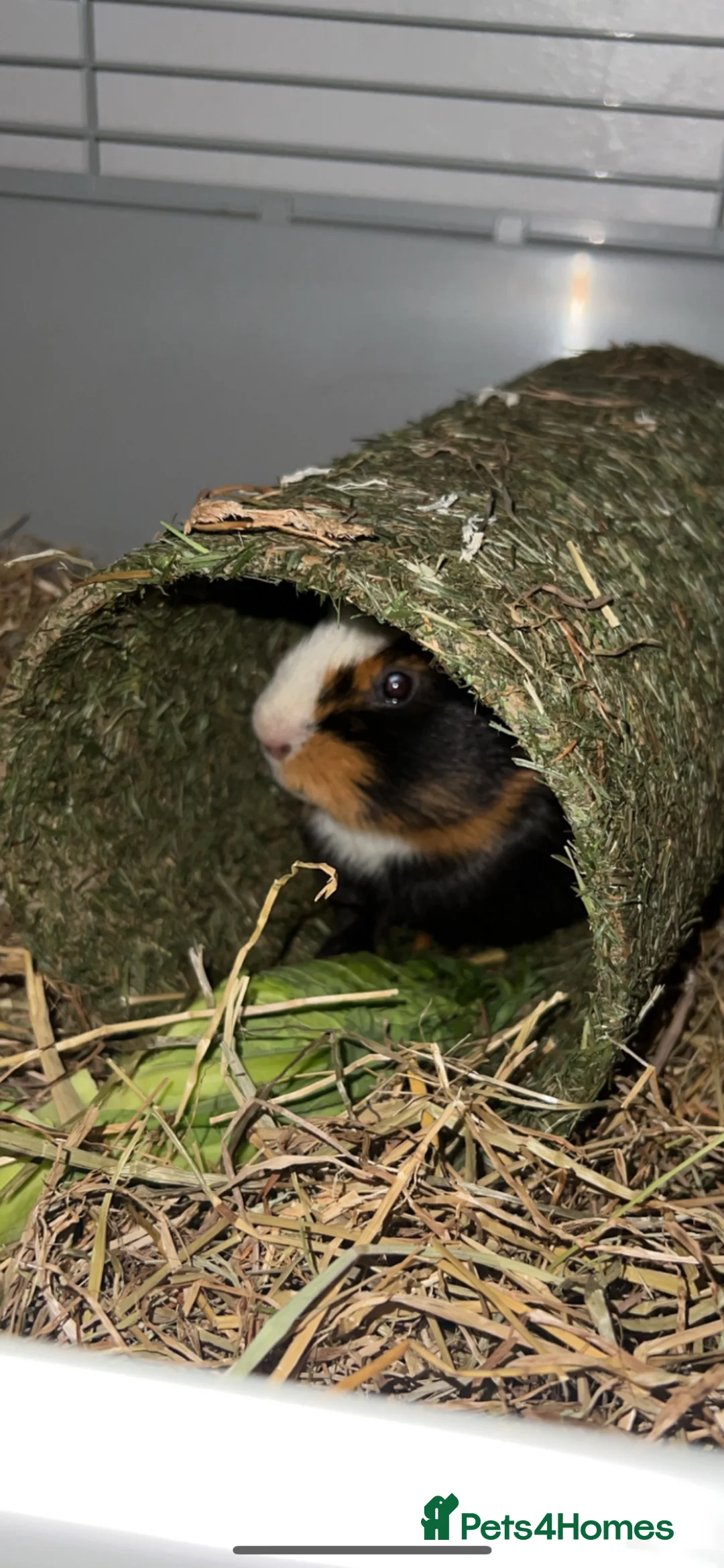 Guinea Pig rodents for sale: 2x Guinea pigs  in Corby - Advert 2