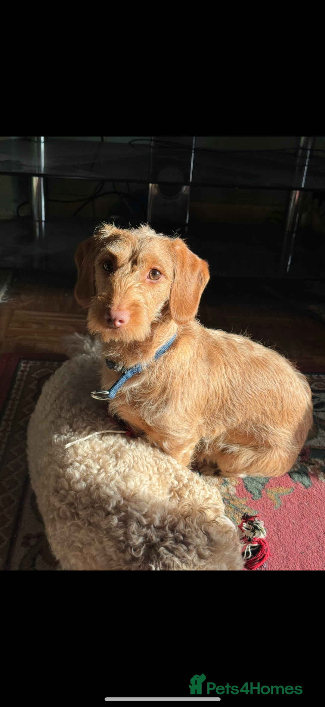 Doxiepoo dogs for sale: Male Daxipoo for sale  - Image 2