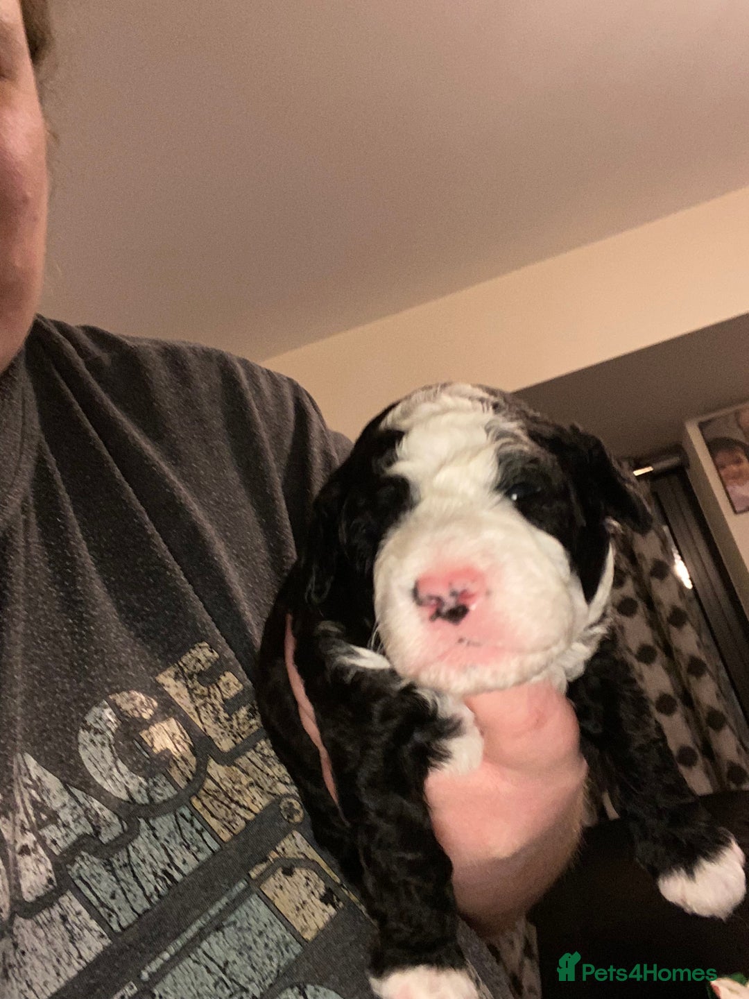 Toy Poodle dogs for sale: Beautiful Toy Poodle Pups  - Advert 15