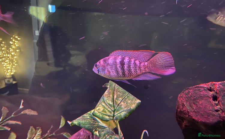 Cichlids fish - Advert 1