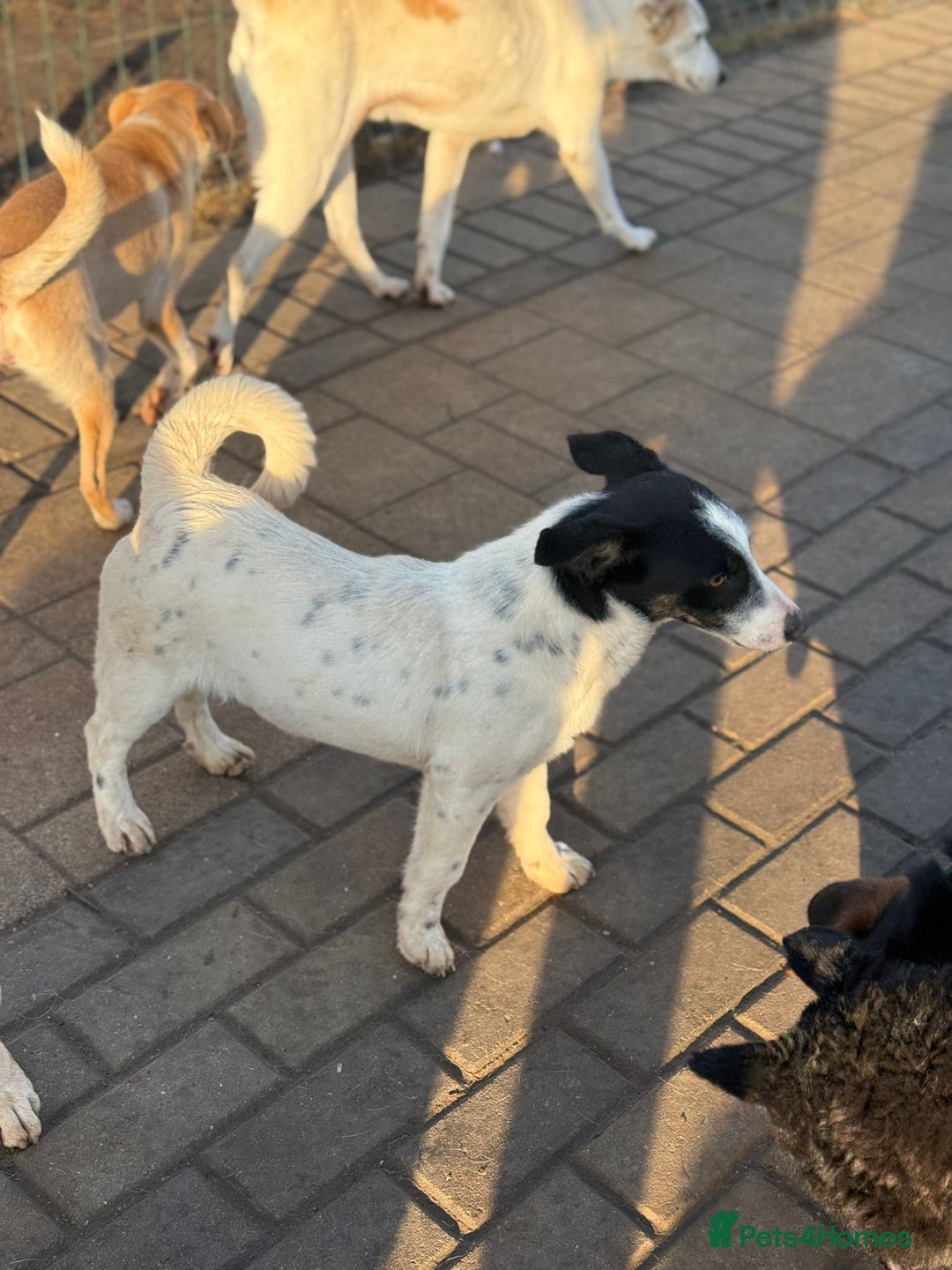 Mixed Breed dogs for adoption: Gorgeous little Andor looking for love - Advert 26