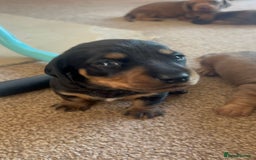 Miniature Dachshund dogs for sale: Miniature Dachshund Pups  in Banbury - Image 22