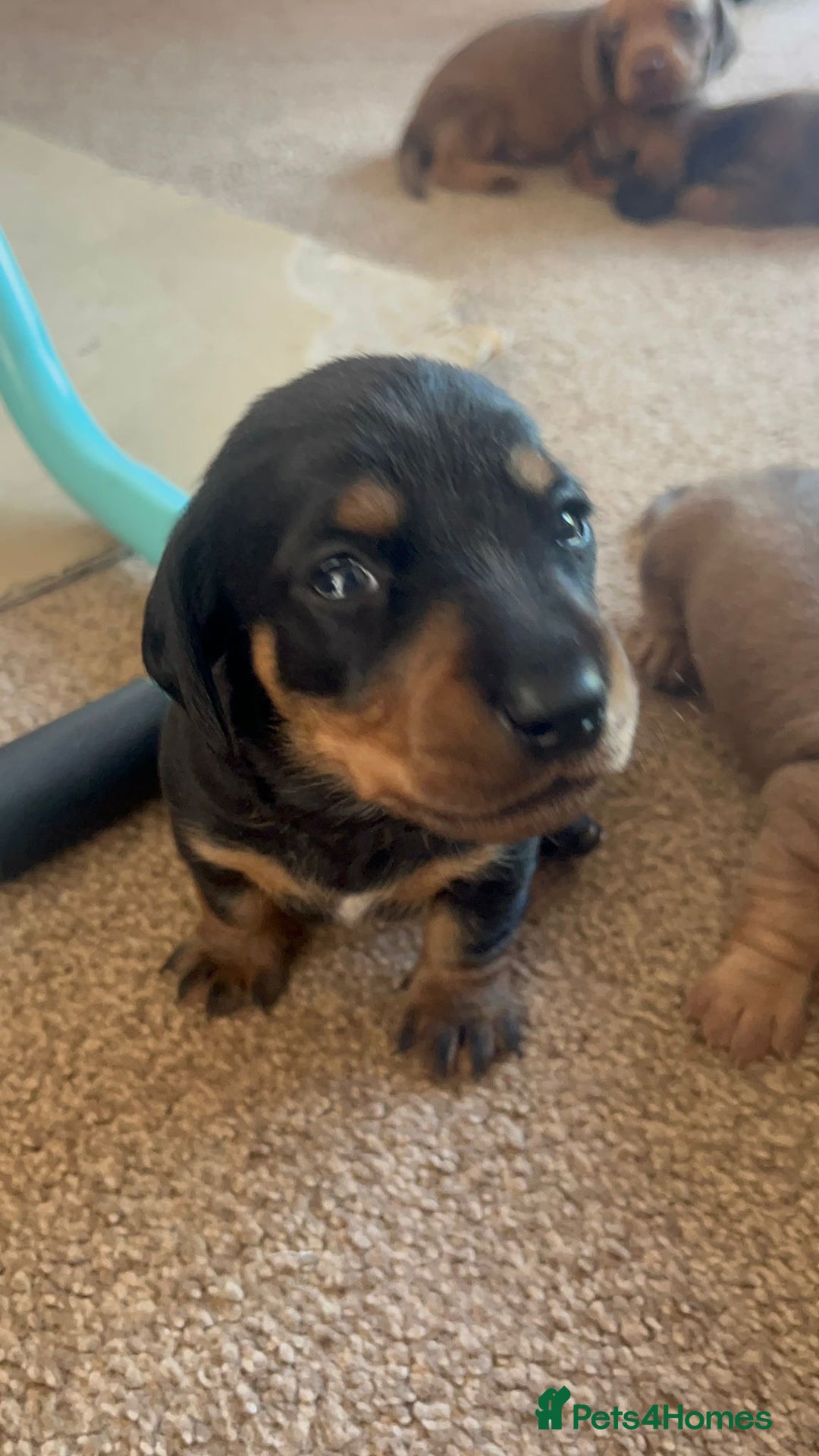 Miniature Dachshund dogs for sale: Miniature Dachshund Pups  in Banbury - Image 22