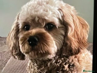 Cavapoo dogs in Tamworth - Advert 3