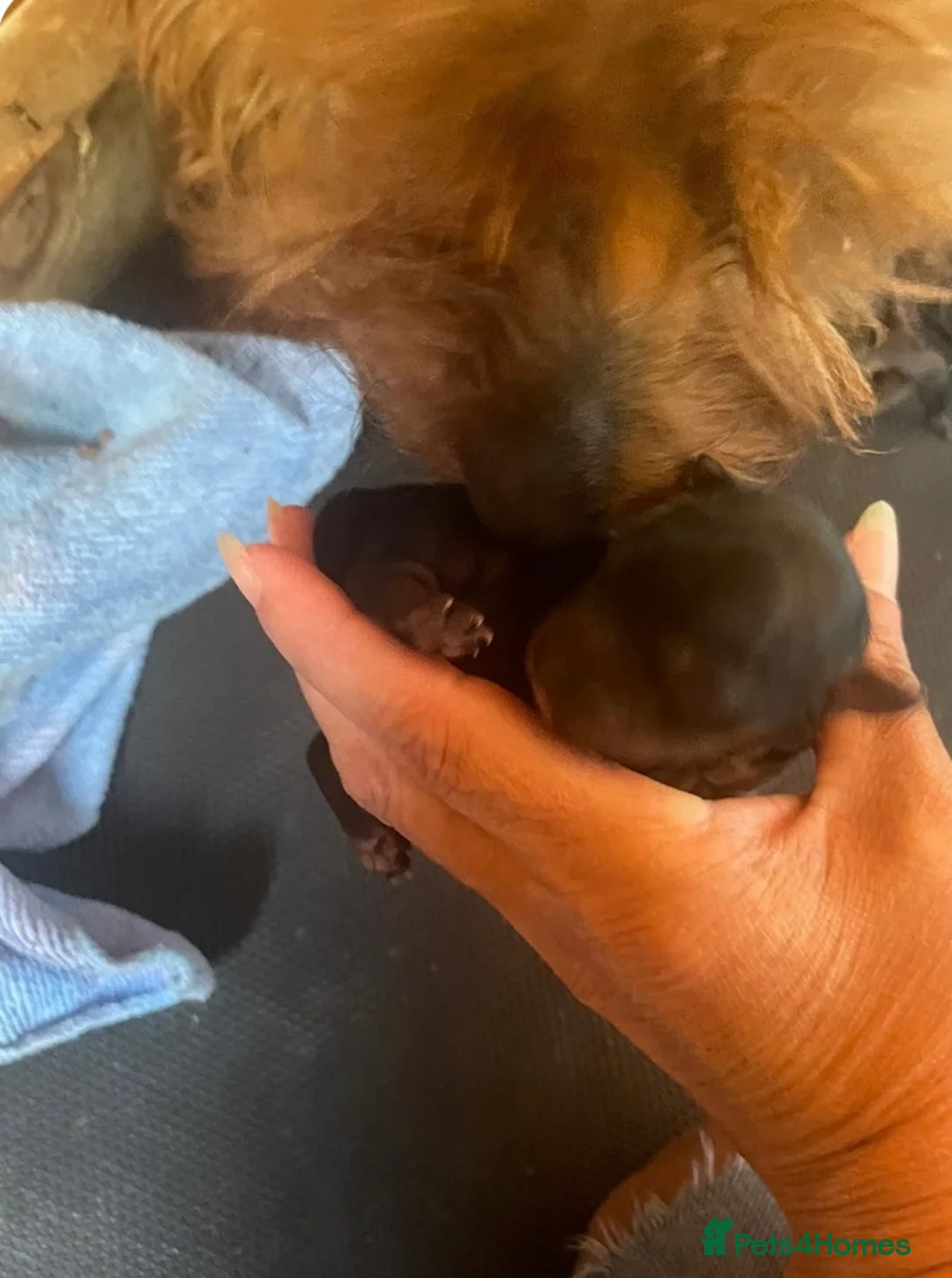 Yorkshire Terrier dogs for sale: Yorkshire terrier puppy in Taunton - Advert 5