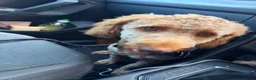 Cockapoo dogs for sale: Male cockapoo in Plymouth - Advert 6