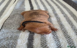 Dachshund dogs for sale: Dachshund tweenies for sale - Image 11