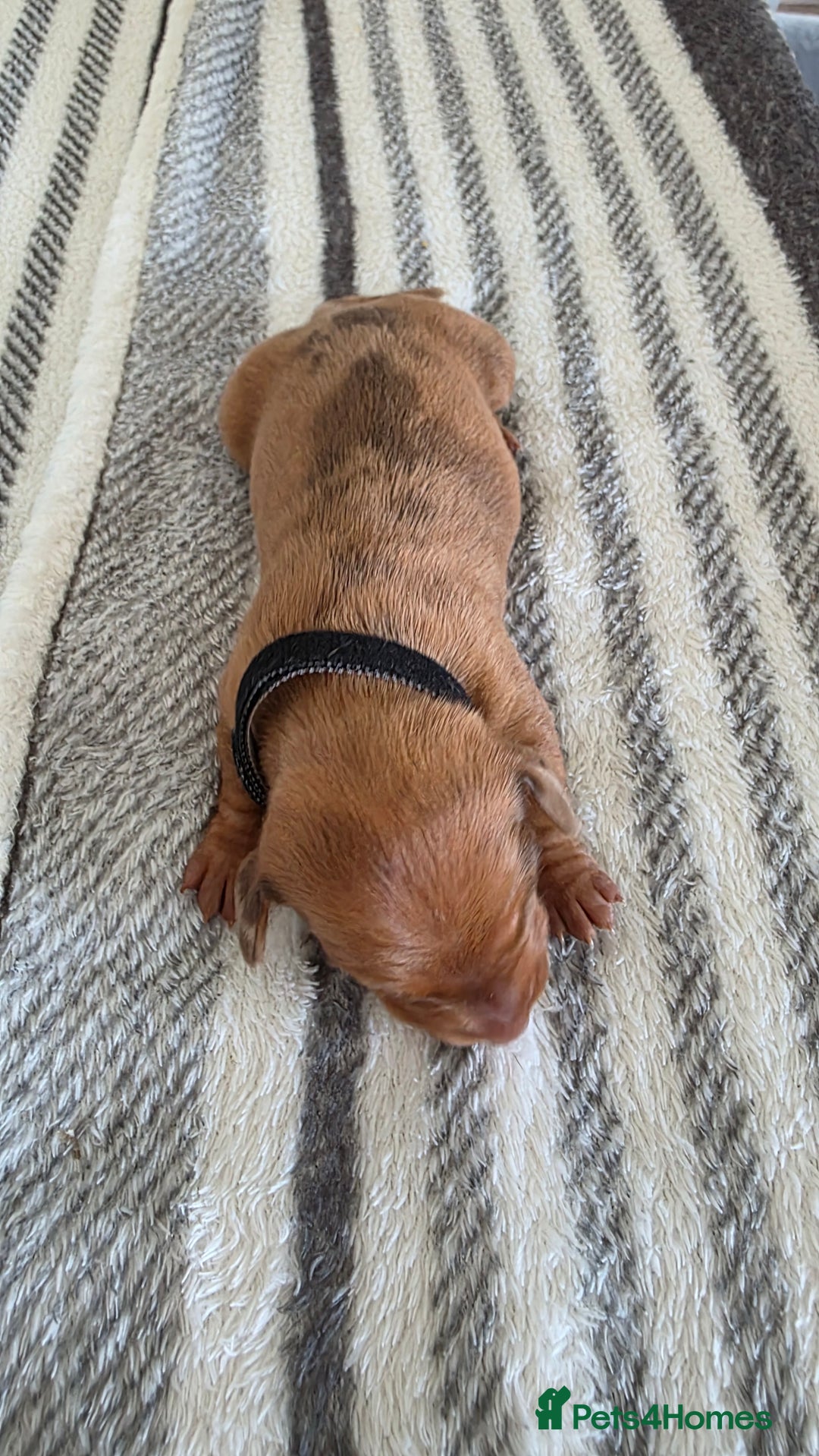 Dachshund dogs for sale: Dachshund tweenies for sale - Image 11