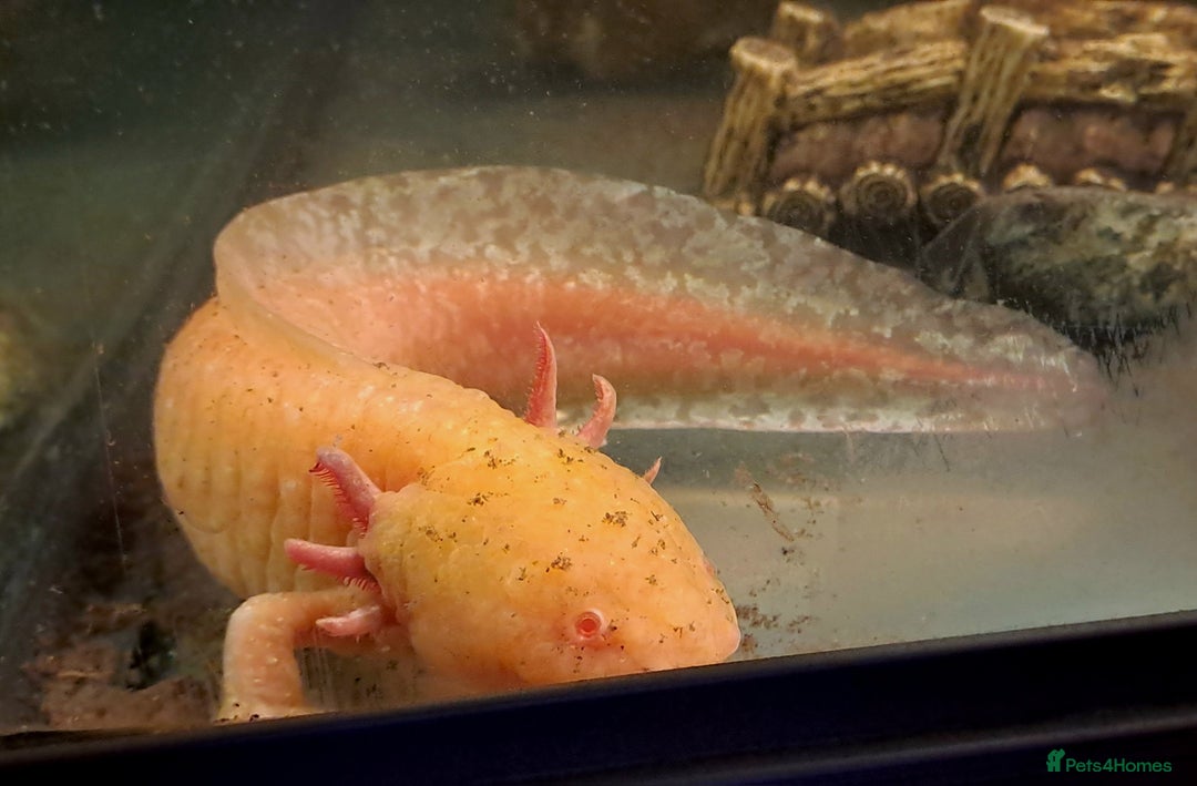 Axolotl reptiles for sale: Axolotls  - Image 31
