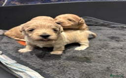 Maltipoo dogs for sale: Beautiful Maltipoo puppies for sale - Image 17