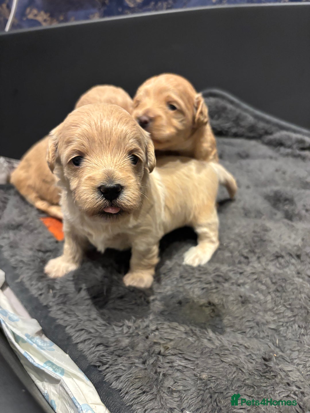 Maltipoo dogs for sale: Beautiful Maltipoo puppies for sale - Image 17