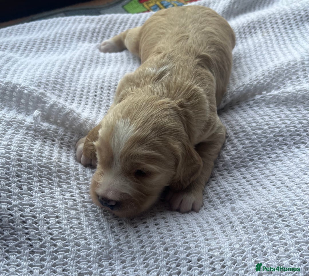 Cockapoo dogs for sale: Cockapoo X Coker spaniel  - Image 2