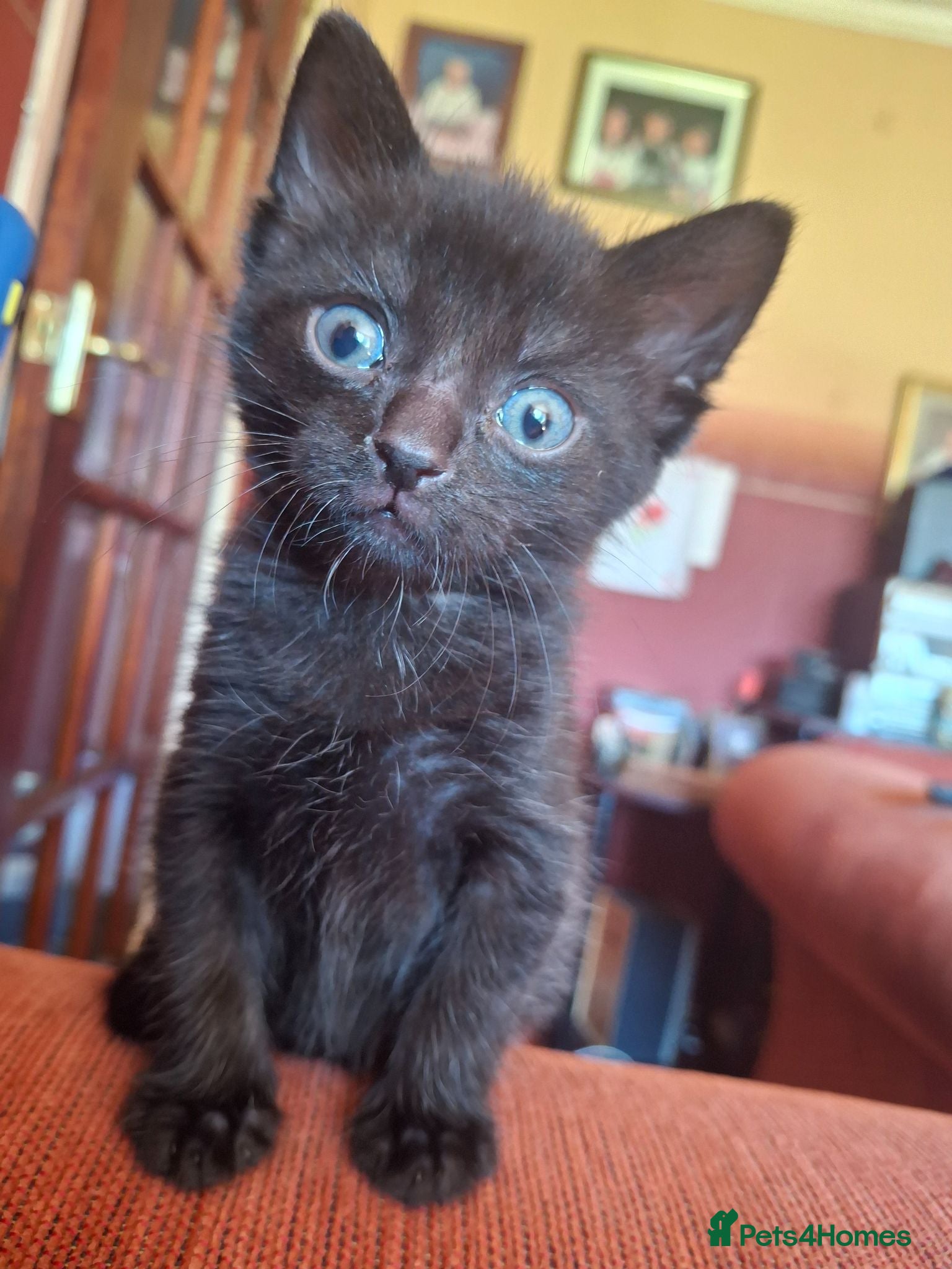 British Shorthair cats Beautiful baby kittens.  - Advert 8
