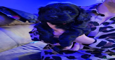 Mixed Breed dogs - Advert 5