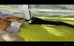 Maine Coon cats for sale: Maine-Coon kittens  - Image 35