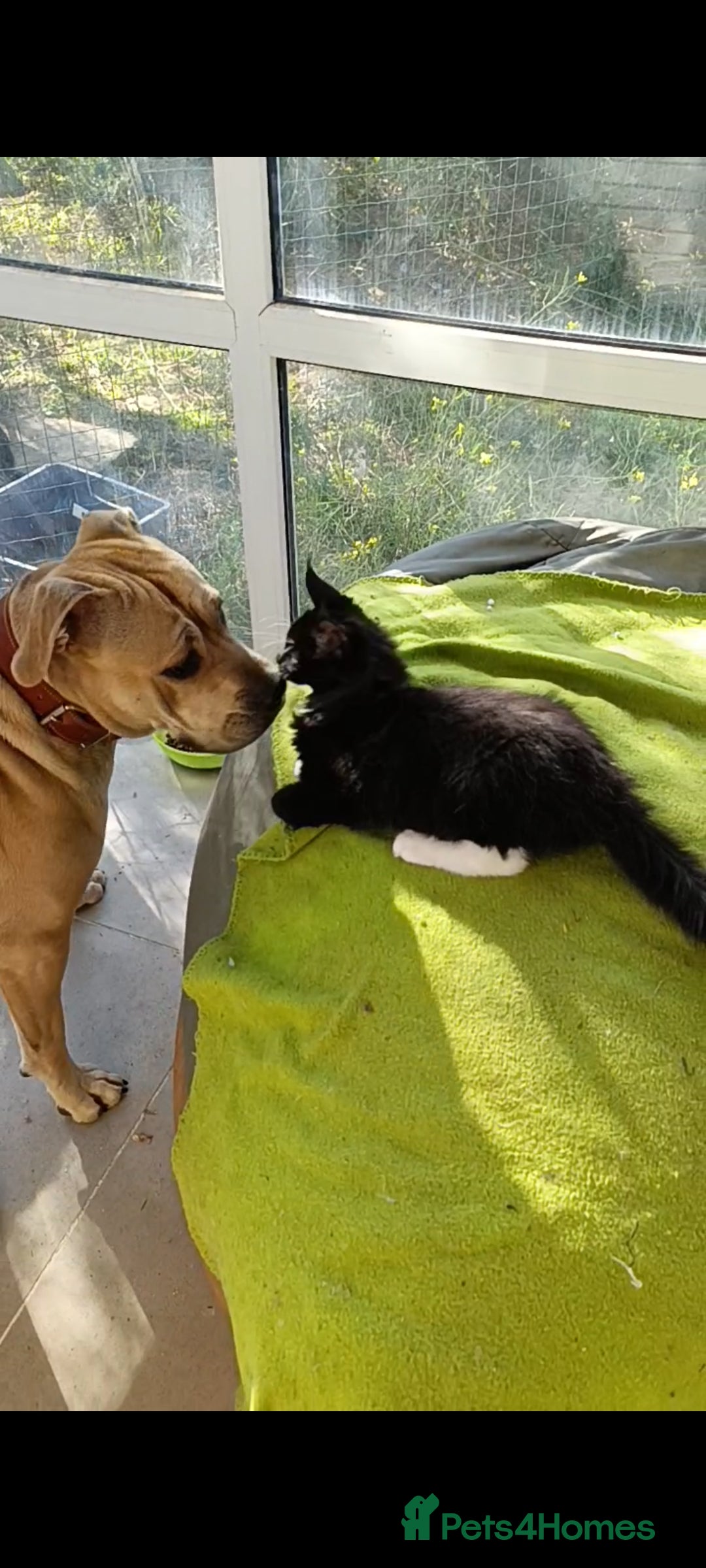 Maine Coon cats for sale: Maine-Coon kittens  - Image 35