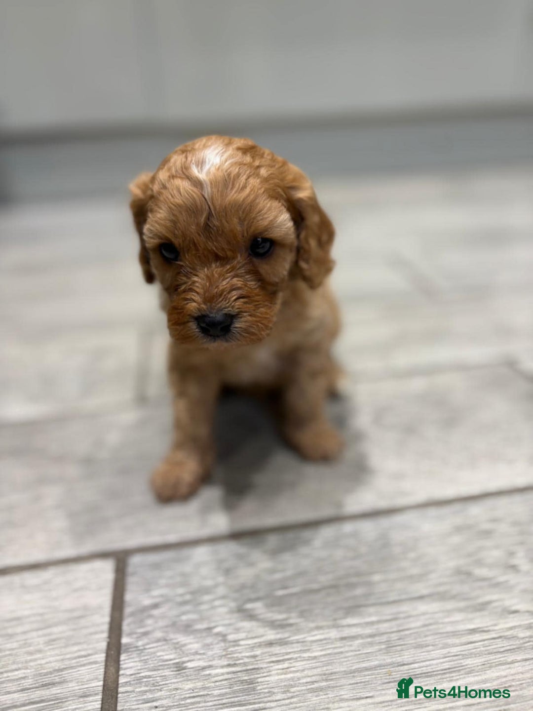 Cavapoo dogs for sale: Beautiful Cavapoo F1BB - Advert 14