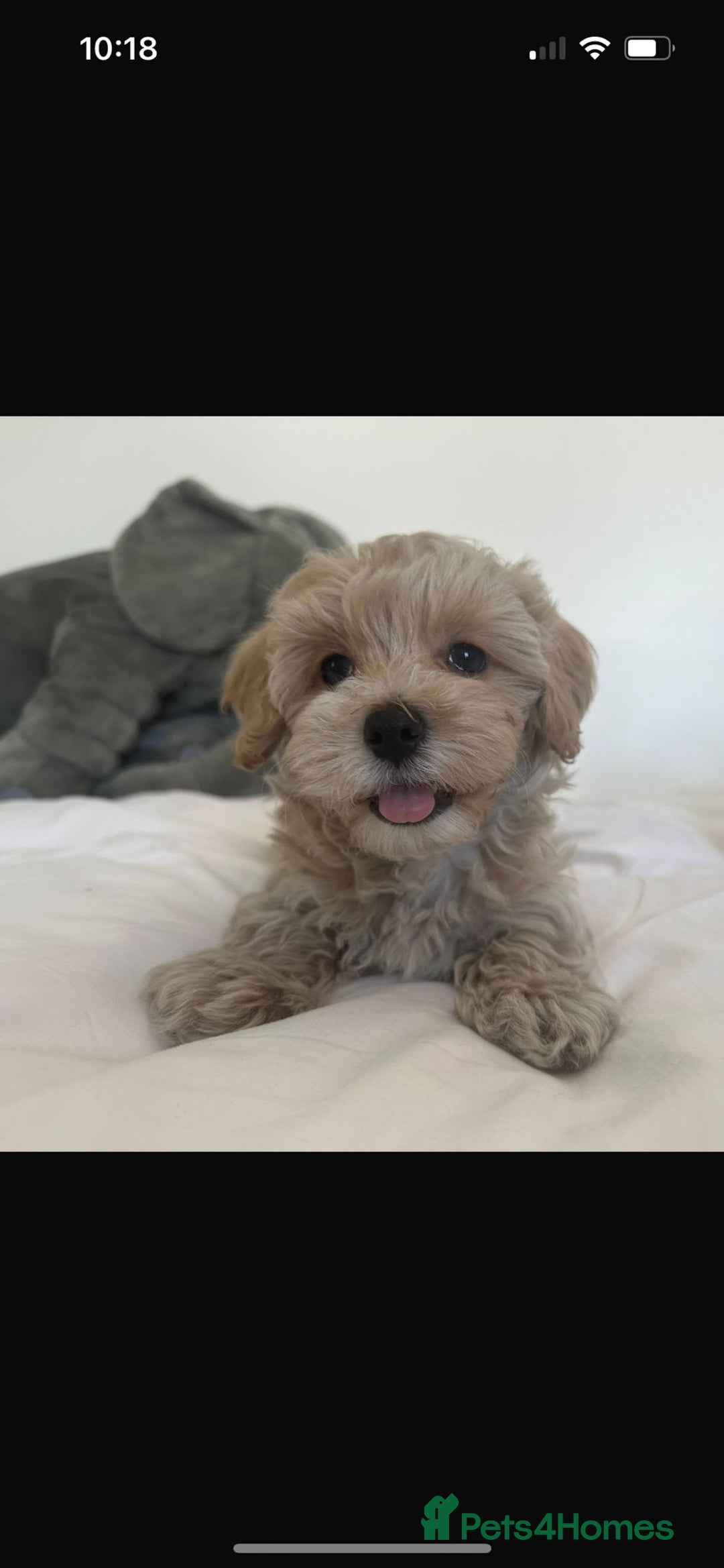 Maltipoo dogs for sale: **CHAMPION MALTIPOOS* HEALTH TESTED PARENTS** - Image 17