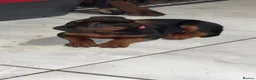 Chinese Red Dog dogs for sale: 3 female Chinese red dog pups, ready 19/10 - Advert 6