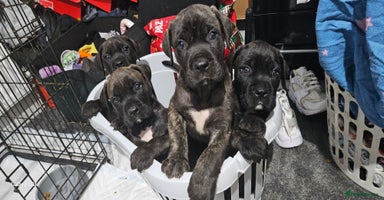 Cane Corso dogs - Advert 7